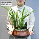 Only you【兩小時(shí)達(dá)】建蘭素心蘭盆栽蘭花苗植物室內(nèi)花卉盆景開業(yè)喬遷 赤金紫砂素心蘭