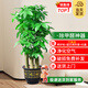 花財(cái)主天堂鳥(niǎo)盆栽辦公室大型綠植客廳盆栽家用吸甲醛凈化空氣綠植 步步高發(fā)財(cái)樹(shù)1.7-1.8m【福字盆】