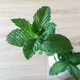 壽禾家庭花草盆栽香草植物迷迭香百里香甜羅勒九層塔陽(yáng)臺(tái)種植盆栽苗  留蘭香薄荷幼苗 5棵