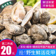 海味先生 青島鮮活海鮮 花甲 蛤蜊 1000g 袋裝
