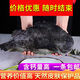 御瀘鮮湘超大冰島海參斑魚海捕新鮮冷凍石斑魚去內(nèi)臟特大斑魚佳品深海魚 3斤【1條裝】超值推薦