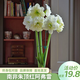 海蒂的花園進(jìn)口重瓣朱頂紅種球室內植物可鮮花擺件簡(jiǎn)單好養護植物保證發(fā)芽 朱頂紅種球阿弗雷（周長(cháng)22cm-24cm） 顏色