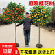 桂花樹苗盆栽室內四季桂花卉植物金桂丹桂庭院大樹濃香型綠植開花 【四季桂】粗2cm 高1.3-1.4米土球發貨