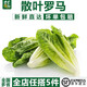 千牛優(yōu)福散葉羅馬生菜500g新鮮綠色西餐蔬菜沙拉食材