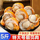【整箱五斤】新鮮現(xiàn)剝特大扇貝肉特大號(hào)海鮮海捕黃帶冷凍野生整箱 特大號(hào)扇貝肉【5袋*500g】五斤裝 無(wú)沙無(wú)泥【活貝鮮剝】帶黃帶膏