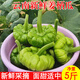 辰實(shí)【現貨】姜餅瓜 云南新鮮姜柄瓜 小南瓜 南方小瓜蔬菜 5斤 【新鮮現摘 云南直發(fā)】