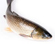 中心忠味中山脆鯇魚 脆肉皖魚 廣東脆魚片 新鮮脆肉魚 香脆魚火鍋食材 整條12斤(現(xiàn)殺分割后發(fā)貨約9斤)