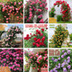 譽(yù)滿園（yumanyuan）薔薇花種子爬藤月季花種籽子四季播種開花爬藤攀援花卉植物景觀孑 混色種子200粒+1一包肥料
