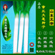 三育系列山東正宗水果大蔥種子 四季章丘長(cháng)白大蔥籽 大田基地陽(yáng)臺小院種植 10克大梧桐9號原裝袋約2000粒