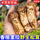 京地達香格里拉新鮮松茸禮盒凈重1000g單個9-12cm出口級源頭直發包郵