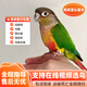 若宸智慧農(nóng)業(yè)鸚鵡活體養(yǎng)殖基地直發(fā)健康活潑可愛 黃邊小太陽1只