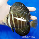 興國海（Singoseafarm）大帆吊 活體海水觀(guān)賞魚(yú) 吊類(lèi)開(kāi)口食藻黃金吊藍吊快遞包活興國海 大帆吊7-11cm