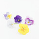 威廉農場(chǎng)三色堇  鳶尾花 裝飾花餐盤(pán)裝飾 新鮮 Pansies (small)  60片/盒 60朵