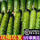 良知農哥【順豐可選】東北旱黃瓜小黃瓜脆黃瓜 健康輕食 5斤 順豐快遞