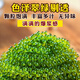 海葡萄 鹽漬海葡萄新鮮鮮活非即食零食海藻魚(yú)子醬配蘸料 300克 (100克三袋) 升級款配3蘸料