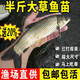 特大草魚苗淡水養(yǎng)殖食用鮮活體冷水觀賞魚脆皖魚餌料魚草魚魚苗批發(fā) 草魚苗2-4厘米200條【多發(fā)10%防損】