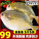 【順豐包郵】新鮮特大金鯧魚鮮活冷凍海魚金昌魚平魚白鯧海魚冰鮮 5條裝【每條0.8-1斤】