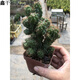 鑫干和（xinganhe）仙人山虎頭羅漢山影拳 仙人掌類沙生多肉植物 虎頭山影 盆栽花卉 虎頭山影10厘米1顆 含盆