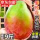 京地達攀枝花凱特芒果 凈重9斤巨無霸600g+肉厚無絲香甜新鮮水果包郵