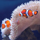 興國海（Singoseafarm）小丑魚活體魚 人工公子小丑活體海水魚 寵物觀賞魚快遞包活興國海 人工公子配對4-6cm