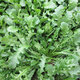 昂?jiǎn)⑺j薺菜種子大葉野菜陽(yáng)臺四季播菜籽盆栽地菜蔬菜種籽孑菜種 原包裝