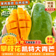 新鮮當(dāng)季四川凱特大青皮芒果整箱攀枝花水果生鮮禮盒 凈重9斤（單果400-600g)