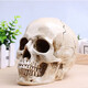 藍蝶高精度仿真1:1人頭骨模型樹(shù)脂骷髏頭藝術(shù)用頭骨美術(shù)臨摹模型 樹(shù)脂人體模型解剖結構美術(shù)模型 下巴一體（不可拆）