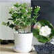 茉莉花盆栽重瓣白色室內庭院陽(yáng)臺花卉淡香型含盆套裝栽好多季開(kāi)花 白色花盆茉莉花 不含盆