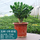 花行榜玉樹老樁大株盆栽多肉植物室內(nèi)綠植 30-40cm高/不含盆源頭直發(fā)