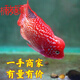 楠苑 泰國進(jìn)口羅漢魚(yú)苗熱帶觀(guān)賞魚(yú)鴻運泰金花紋紅德薩高爆亞 國產(chǎn)鴻運蛇紋苗2條