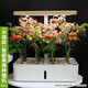 田間小徑智能種菜機種植花盆水培植物室內無(wú)土育苗機家庭花卉補光花盆 水培智能種植機Z202米白