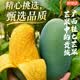 京地達廣西百色桂七香芒果 8斤特大果單果250g+ 高端芒果水果源頭包郵