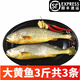 一米漁大黃魚1500g東海新鮮黃花魚鮮活冷凍海魚水產(chǎn)黃魚年貨禮盒年夜飯