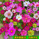 美外波斯菊花子種 格桑花 野花組合四季易種庭院花海打造開花不斷 格?；?斤