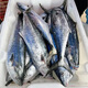 潮海堂南海特大馬鮫魚(yú)海捕深海鲅魚(yú)切片馬蛟魚(yú)中段海鮮魚(yú)1斤/袋海鮮水產(chǎn) 2斤-2.5斤 一條馬鮫魚(yú)