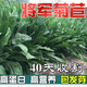 肉總管菊苣種籽大葉多年生耐寒耐旱豬牛魚(yú)雞鴨鵝愛(ài)吃的養(yǎng)殖四季牧草種子 將軍菊苣凈籽1斤