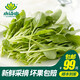 小湯山 油菜苗 約150g 新鮮蔬菜基地種植當(dāng)天采摘