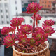多肉組合盆栽陽(yáng)臺(tái)盆栽喜陽(yáng)植物新手福利按圖發(fā)貨品種花卉好養(yǎng) 3年老樁紅稚蓮7-10頭塑料盆栽好