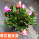 種花迷多色蟹爪蘭花苗盆栽當(dāng)年開四季開花重瓣螃蟹抓蓮好養(yǎng)易活室內(nèi)花卉 精品原盆土25-30棵雙色/帶花苞 不含盆