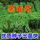進口牧草種子四季多年生黑麥草魚草四季可種喂養(yǎng)雞鴨鵝豬牛羊種籽 一年生黑麥草種子1斤