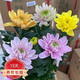 種花迷菊花盆栽植物開(kāi)花大菊花帶花苞乒乓菊長(cháng)壽花盆栽植花卉 龍爪菊（ 混色安娜菊（苗5棵）