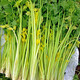 壽禾 芹菜種子香芹四季山芹陽臺盆栽種菜蔬菜種秋冬季菜種籽 黃心芹菜種子 15g