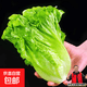 新鮮生菜生吃即食意大利生菜新鮮生菜沙拉蔬菜生菜火鍋烤肉涮菜 帶箱2斤（凈重1.6斤）新鮮意大利生菜