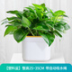 植季綠蘿盆栽室內客廳花卉植物辦公室新房桌面綠植凈化空氣除甲醛綠蘿 白色方形羅馬盆[180#綠蘿] 含盆