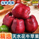 顧果鮮甘肅天水花牛蘋(píng)果紅蛇蘋(píng)果當季新鮮水果粉糯面寶寶輔食刮泥蘋(píng)果 9斤 大果【單果80mm+】