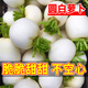 農(nóng)點贊圓白蘿卜種子白蘿卜種籽大全老品種傳統(tǒng)耐寒春秋庭院播種蔬菜種子 揚州圓白蘿卜種子10克*5袋