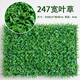 綠植墻仿真植物草坪墻面裝飾陽(yáng)臺(tái)室內(nèi)背膠花墻塑料人造假草皮門(mén)頭 寬葉草草坪