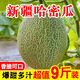 爆甜西州蜜哈密瓜新疆9新鮮水果應季時令現(xiàn)摘現(xiàn)發(fā)網(wǎng)紋精品整箱 9斤