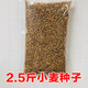 昂啟 麥苗種  小麥種子 小麥苗種子小麥草種子 無土栽培麥芽糖芽苗菜 2.5斤小麥種子
