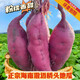 海南正宗橋頭地瓜【拒假貨】高端地瓜橋頭鎮(zhèn)發(fā)貨板栗紅薯富硒 單果重量 1-2 倆9斤官版禮盒裝 金黃